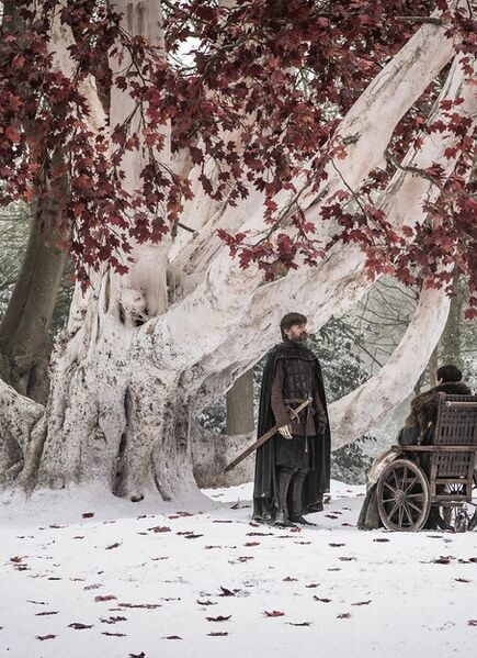 Файл:Weirwood tree.jpg