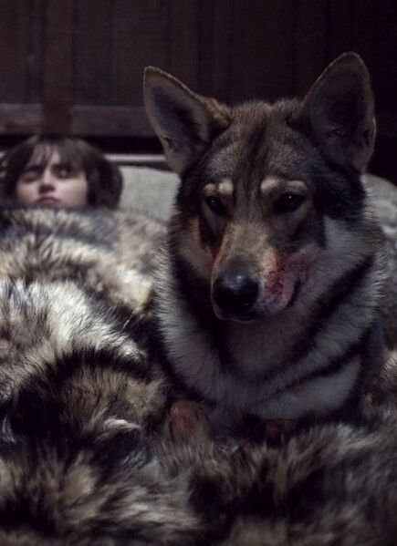 Файл:Direwolves.jpg
